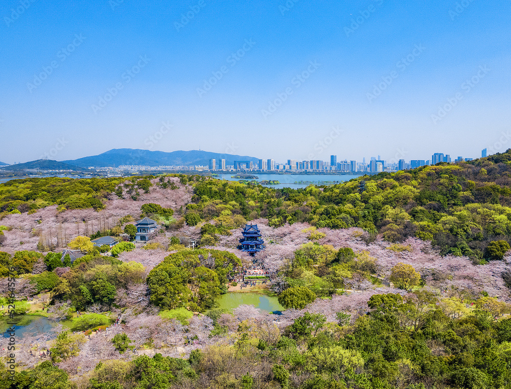 Aerial photography of Yuantouzhu scenic spot with cherry blossoms blooming in Wuxi City, Jiangsu Province, China in spring