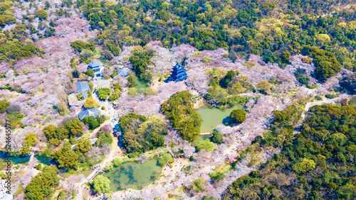 Aerial photography of Yuantouzhu scenic spot with cherry blossoms blooming in Wuxi City, Jiangsu Province, China in spring photo