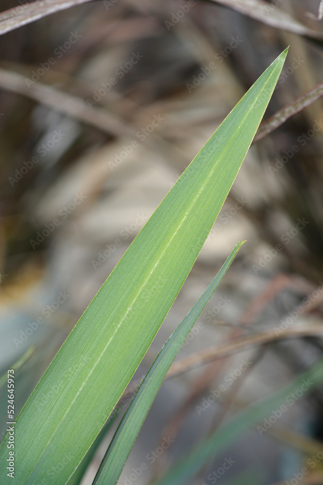 Obraz premium Blue flax lily