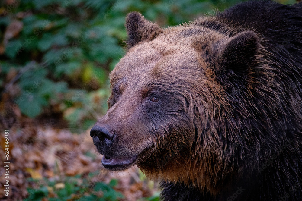 brown bear portrait