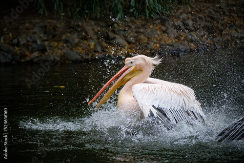 pelicans on the water