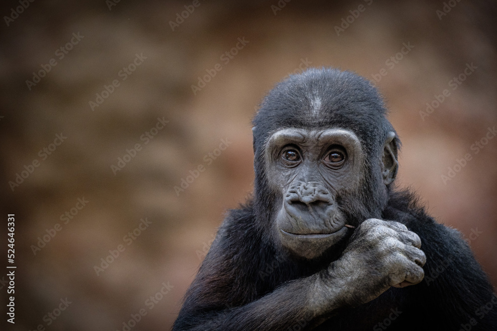 Naklejka premium baby gorilla