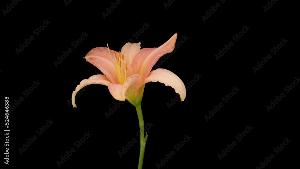 Beautiful flowers day lily opening. Blooming of lily flowers on black background. Timelapse.