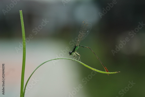 dragonfly perched on a beautiful grass leaf
