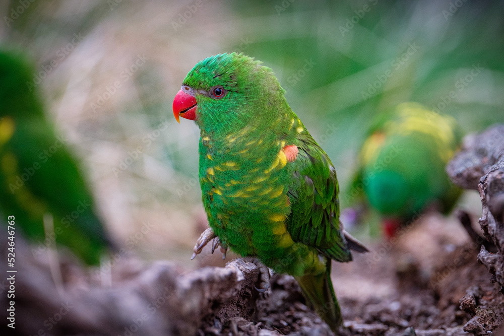 rainbow lorikeet in the tree