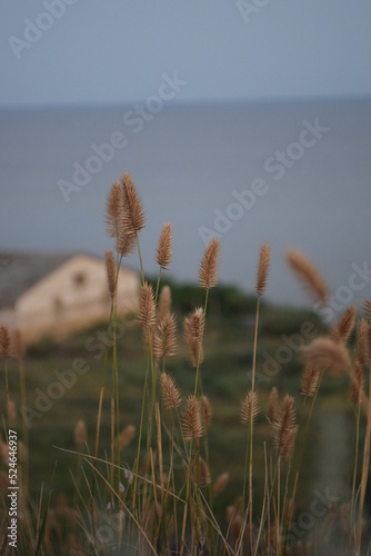 grass on the beach