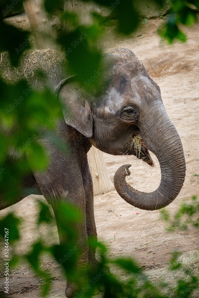 Naklejka premium elephant in the zoo
