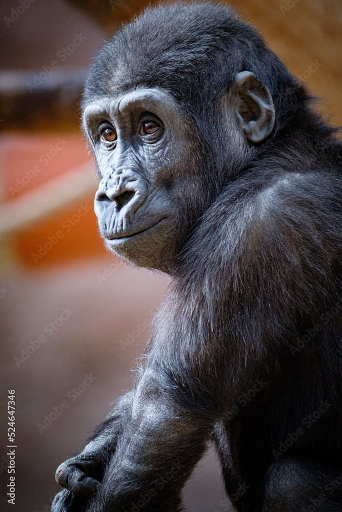 portrait of gorilla