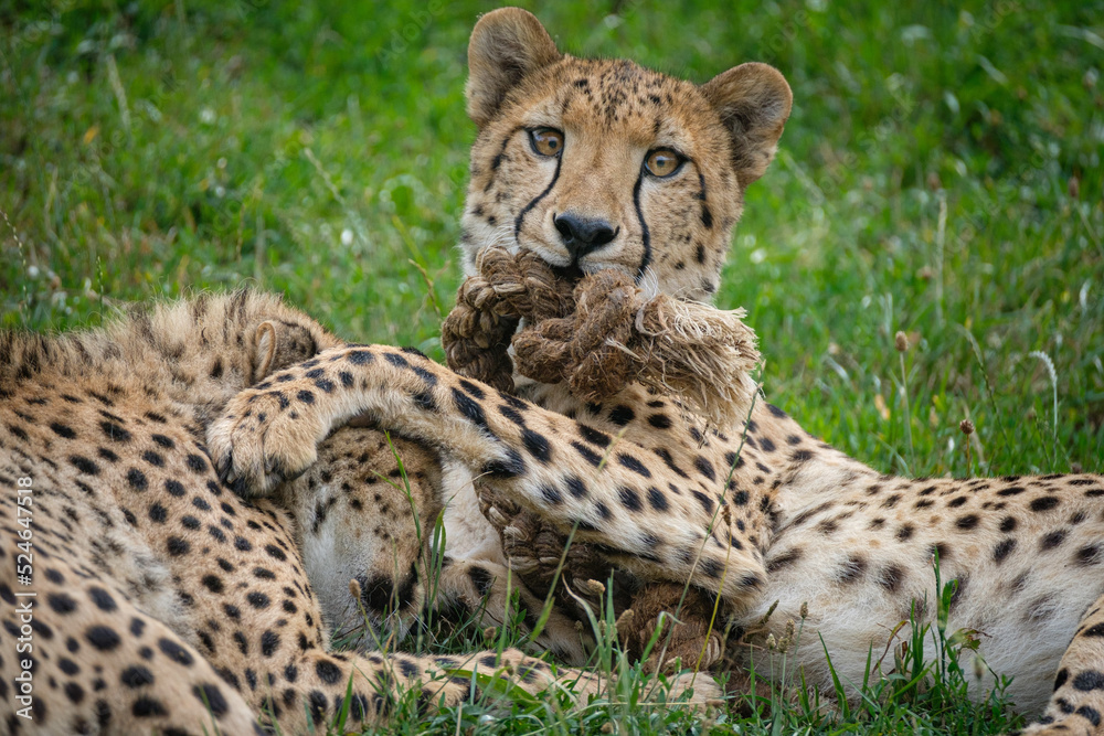 cheetah in the grass cheetah in the grass