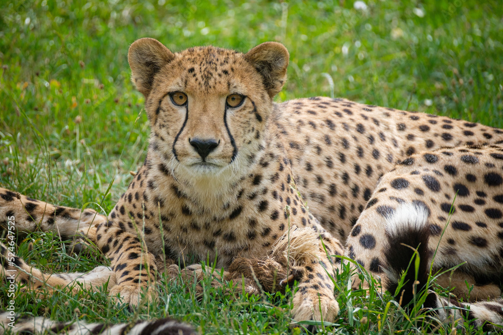 cheetah in the grass cheetah in the grass