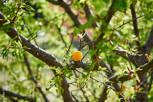 Śliwa mirabelka ,Prunus domestica subsp. syriaca , żółta