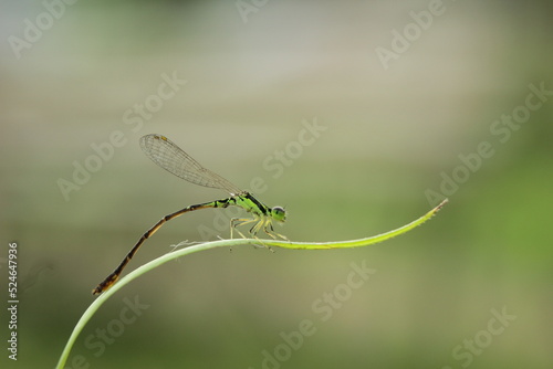 dragonfly perched on a beautiful grass leaf