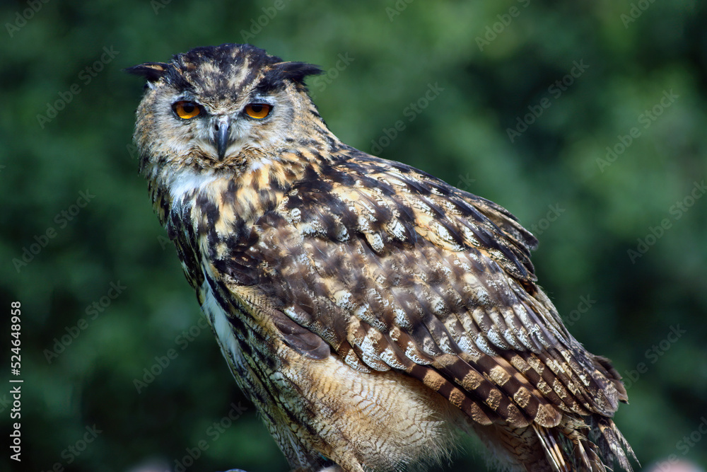 Fototapeta premium Eagle Owl ready to fly, England