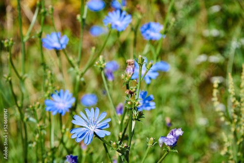 cykoria ,cykoria podróżnik ,Cichorium intybus L. 