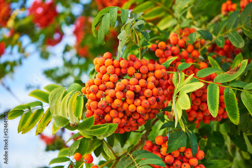 jarzębina czerwona, jarząb zwyczajny, Sorbus aucuparia L.