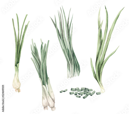 Obraz na plátne Green onion, watercolor illustration drawn by hand