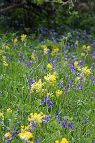 Yellow Cowslips and bluebells, Derbyshire England 
