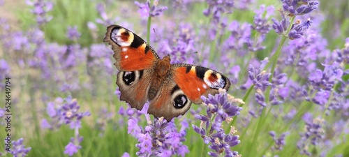 Panel kuchenny z motywem butterfly on a flower