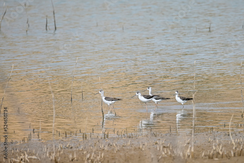 Himantopus himantopus, is a species of caradriform bird in the Recurvirostridae family. photo