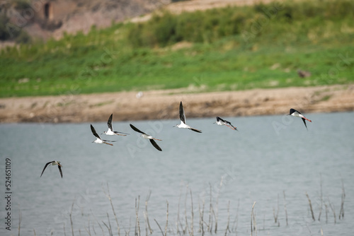 Himantopus himantopus, is a species of caradriform bird in the Recurvirostridae family. photo