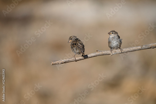 Petronia petronia - The howler sparrow is a species of passerine bird in the Passeridae family. photo