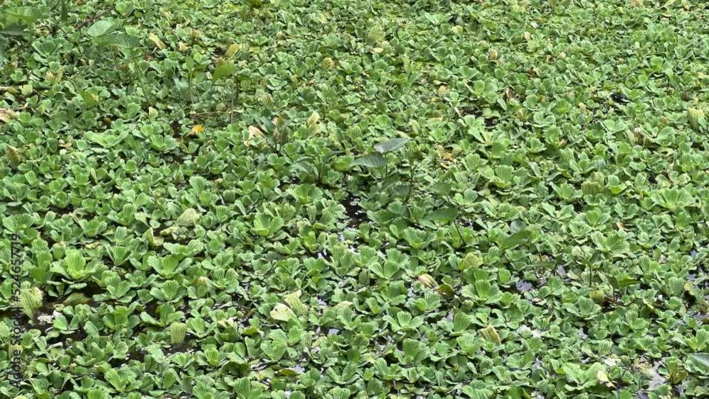 close up duckweed on fish pond
