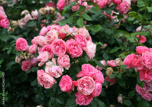 Beautiful pink roses in full bloom in the garden. Close-up photo. Dark green background. Garden concept. Rose flower blooming against blurred rose flower 