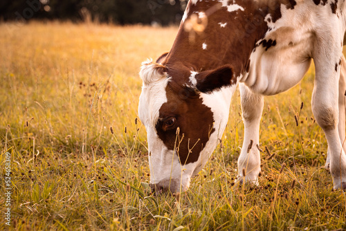 Closeup headshot of a grazing brown white cow in warm light in the countryside of Germany photo