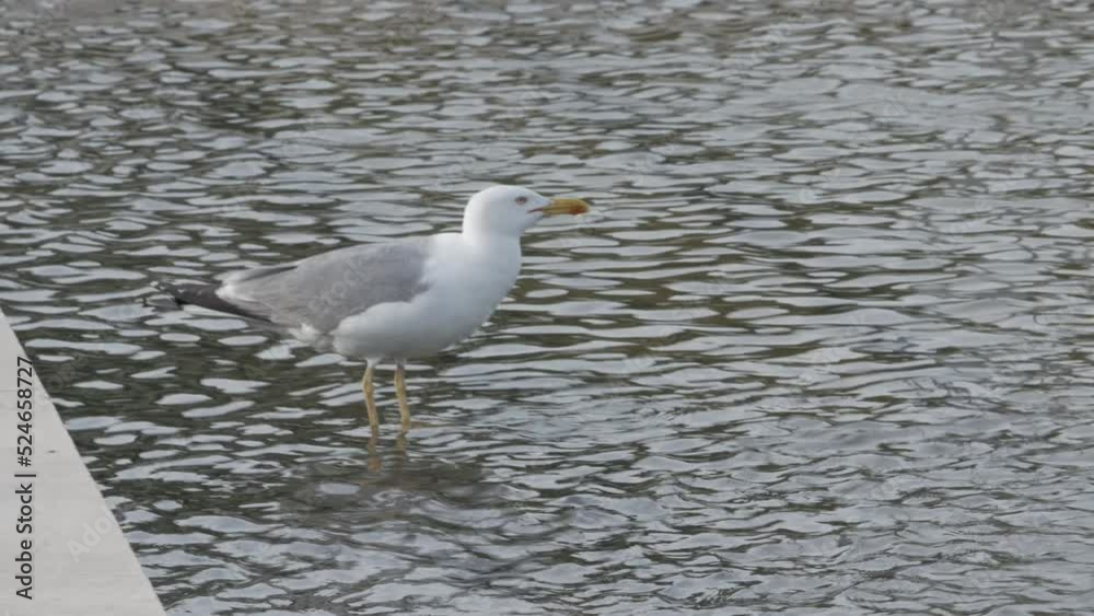 close up seagull while it washes its feathers close up seagull while it washes its feathers