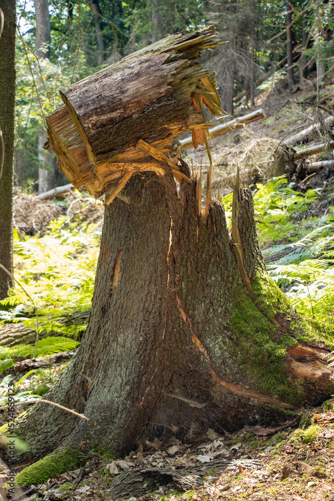 Fototapeta premium Big tree stump in the forest
