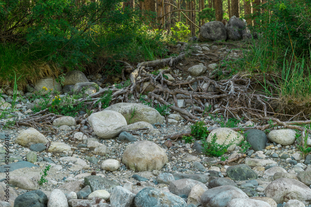 Obraz premium large white stones on the bank of a mountain river