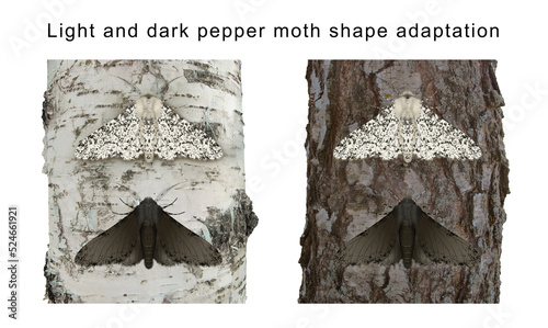 Cuadro en lienzo Light and dark pepper moth shape adaptation