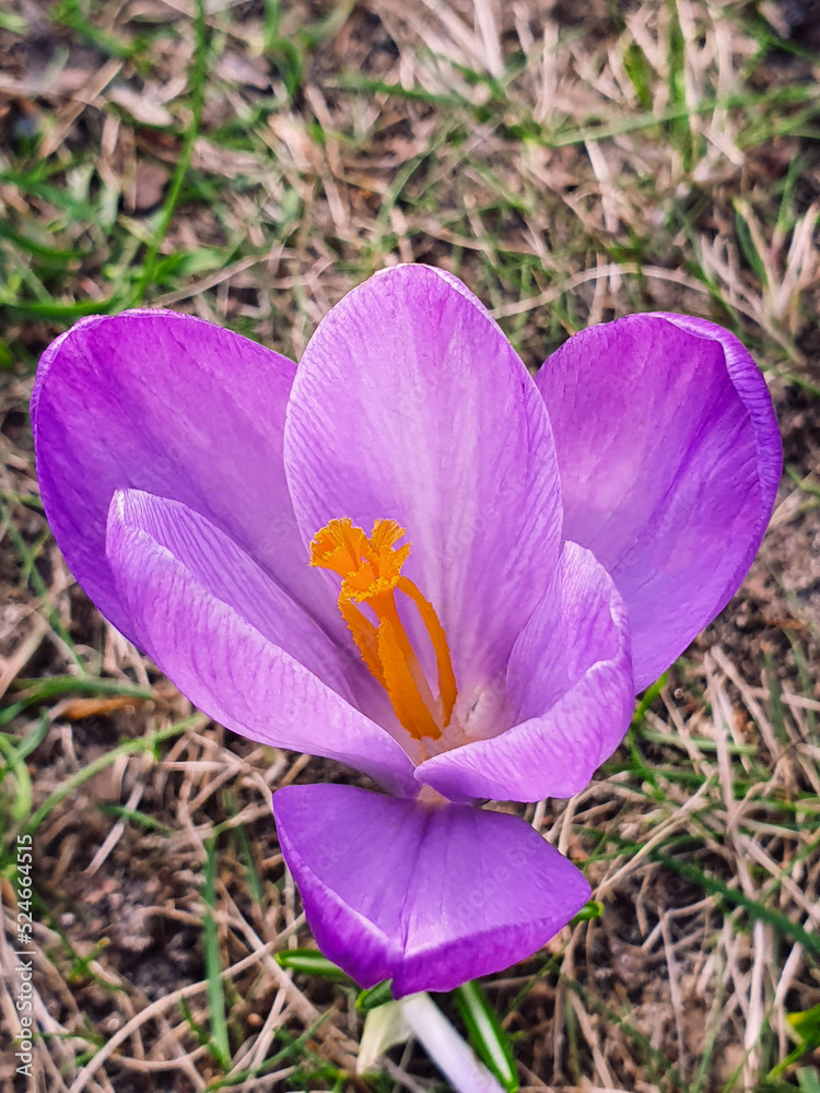 Fototapeta premium Beautiful flower of saffron in spring