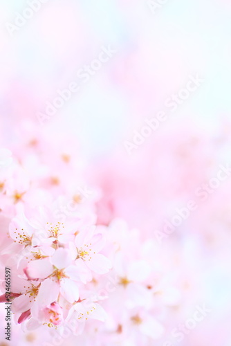 Cherry-blossom viewing, Blossom, Branch