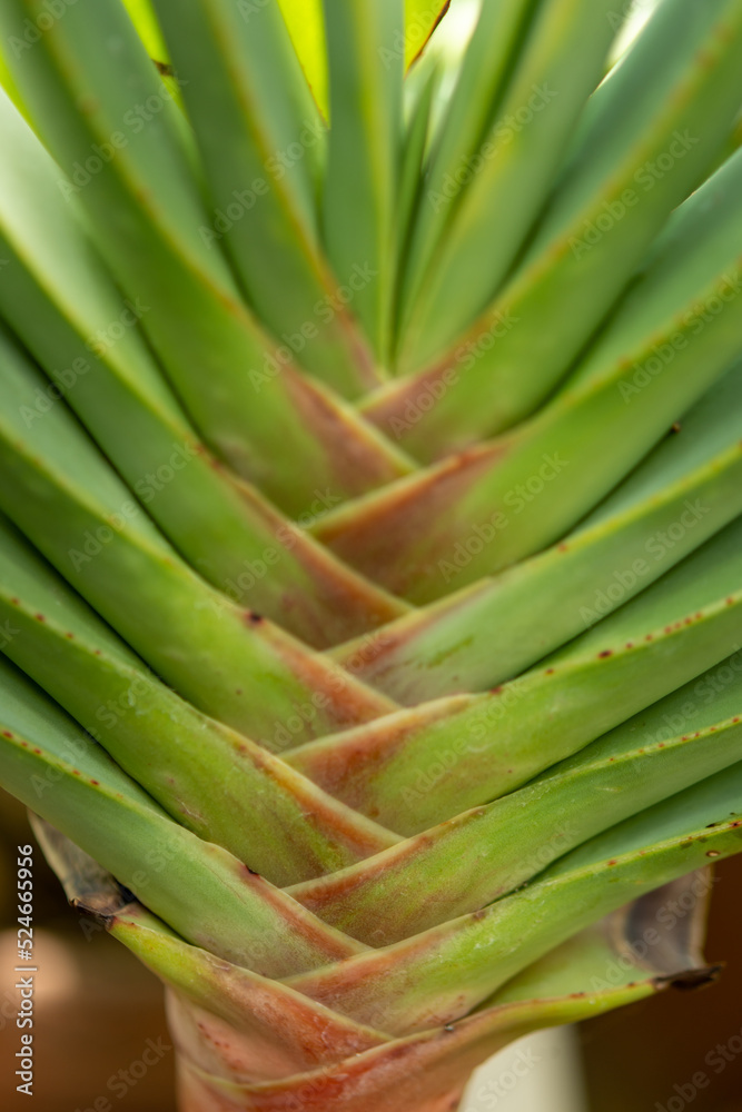 green leaves in the garden