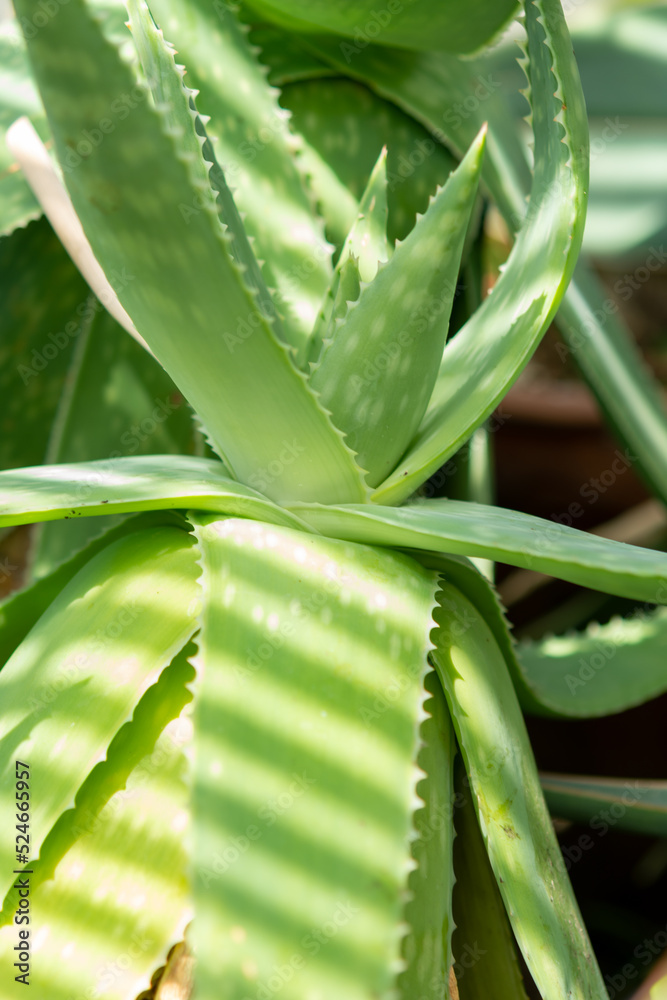 Fototapeta premium aloe vera plant in garden
