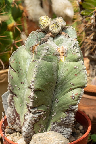 close up of a cactus