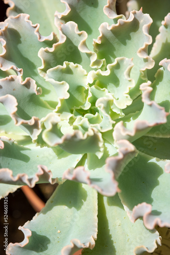 close up of cactus