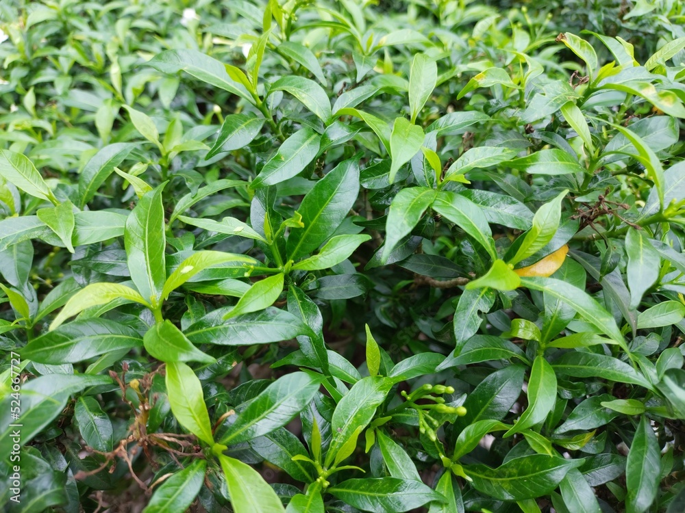 green leaves of a plant