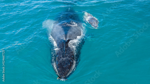 A mother and calf humpback whale swimming towards the camera. The mother is breathing out with a visible spout.