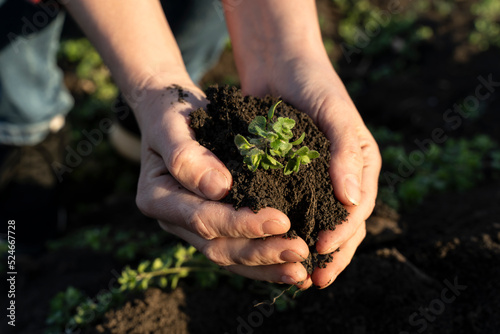 Agriculture concept. farmer hands holds cultivation plant. ecology in agriculture and organic gardening. farmer hands with planting soil and sprout