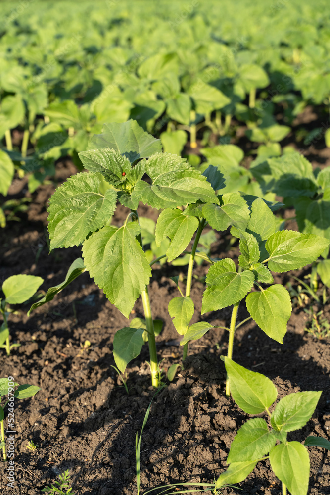 field with young sunflower sprouts. Future harvest of sunflower, seeds, sunflower oil. Beautiful landscape under bright sunlight. Background of ripening fresh sunflower field field with young sunflower sprouts. Future harvest of sunflower, seeds, sunflower oil. Beautiful landscape under bright sunlight. Background of ripening fresh sunflower field