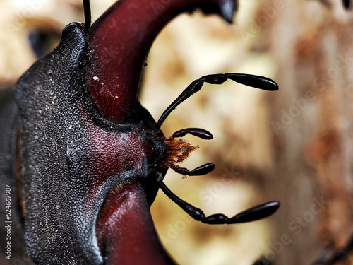macro photo of the head of a stag beetle