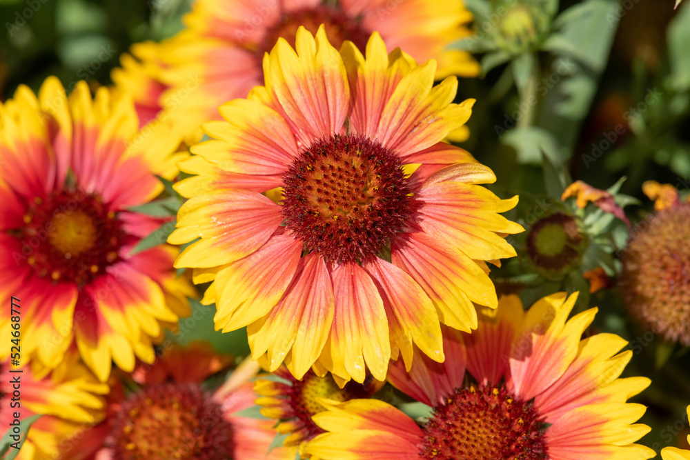 Blanket flowers (gaillardia x grandiflora) in bloom Blanket flowers (gaillardia x grandiflora) in bloom