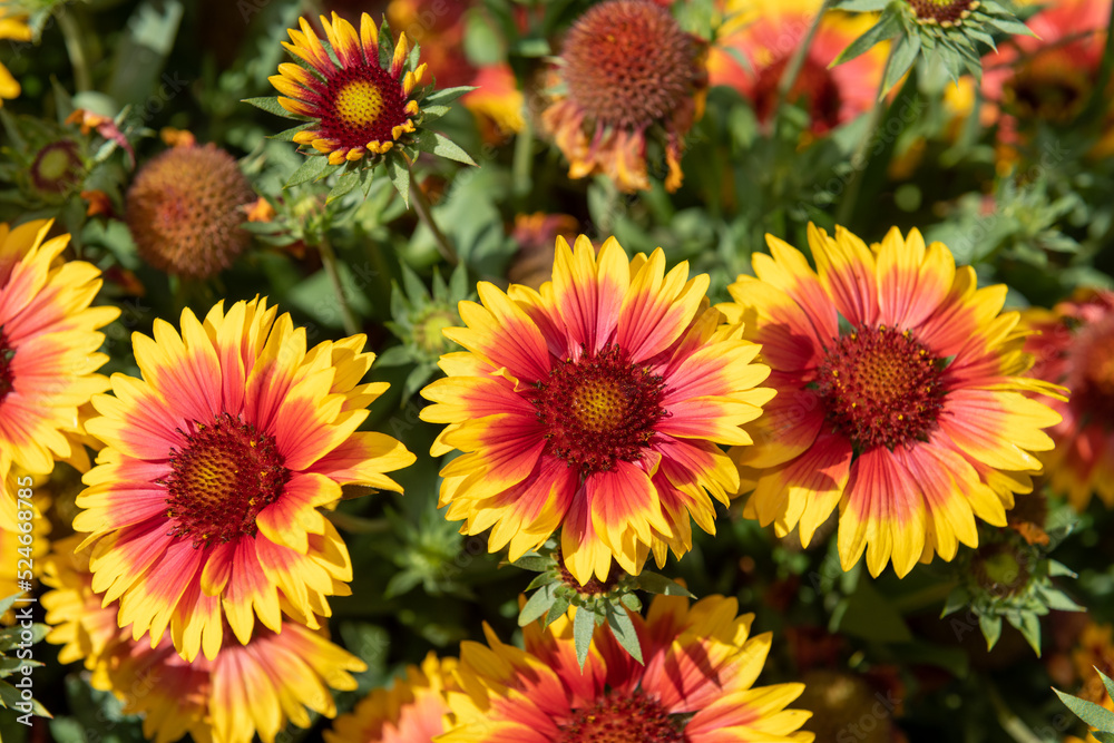 Blanket flowers (gaillardia x grandiflora) in bloom Blanket flowers (gaillardia x grandiflora) in bloom