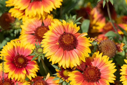 Blanket flowers  gaillardia x grandiflora  in bloom