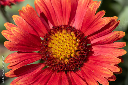 Blanket flower  gaillardia x grandiflora 