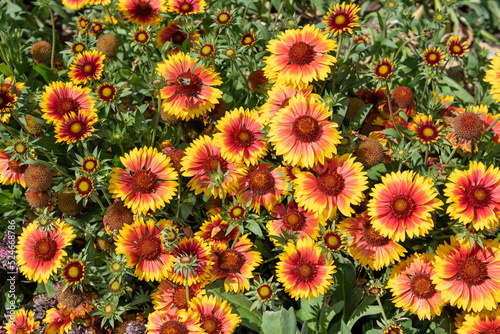 Blanket flowers  gaillardia x grandiflora  in bloom