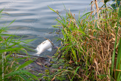 Śnięta ryba w Odrze, The dead fish in the Odra river photo