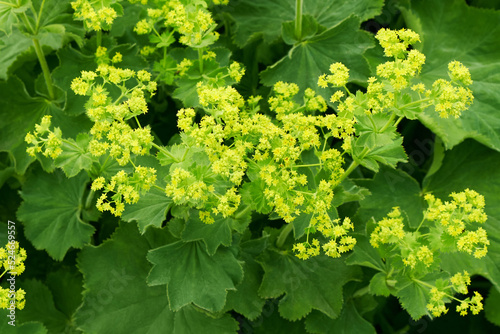 Alchemilla or lady's-mantle plant with green leaves and yellow flowers in the summer garden. photo